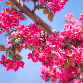 Royal Raindrops crabapple