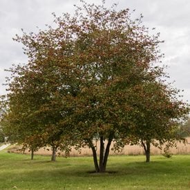 Washington hawthorn