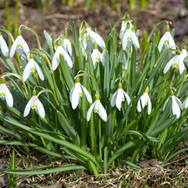 Galanthus woronowii