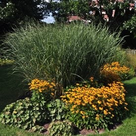 'Cloud Nine' Switchgrass