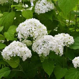 'Annabelle' smooth hydrangea