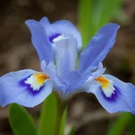 Iris cristata