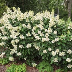 'Tardiva' Panicle Hydrangea