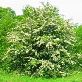 English hawthorn