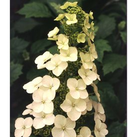 'Alice' Oakleaf Hydrangea