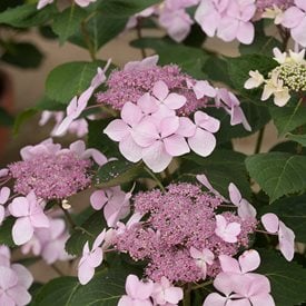 Let’s Dance Diva!® Reblooming Lacecap Hydrangea