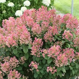 Little Quick Fire® Panicle Hydrangea