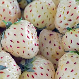 Pineberry