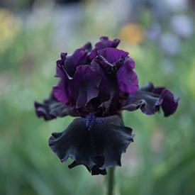 Iris germanica ‘Badlands’