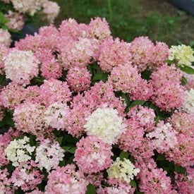 Fire Light Tidbit® Panicle Hydrangea