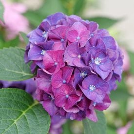 Wee Bit Grumpy® Bigleaf Hydrangea