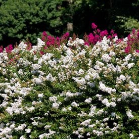 Lagerstroemia indica ‘Zuni’