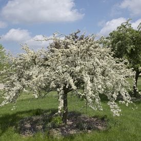 Malus sargentii 'Tina'
