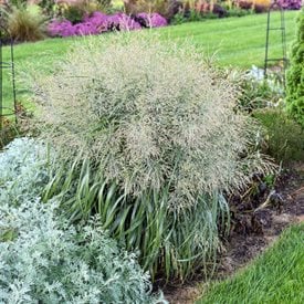 Prairie Winds® 'Niagara Falls' Switchgrass