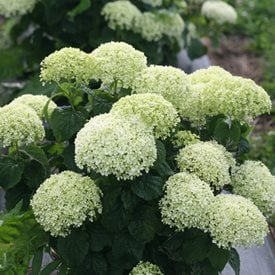 Invincibelle Limetta hydrangea