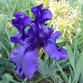 Iris germanica ‘Dusky Challenger’