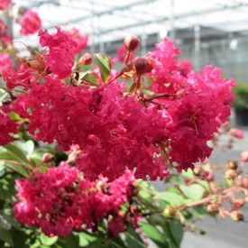 Infinitini Watermelon crape myrtle