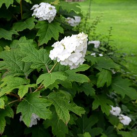 'Snow Queen' Oakleaf Hydrangea