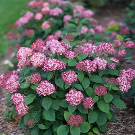 Invincibelle® Ruby smooth hydrangea