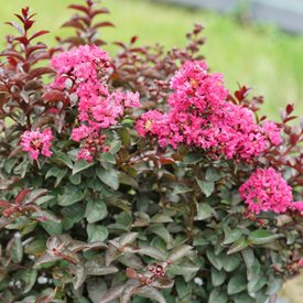 Rikki Tikki Pink crape myrtle