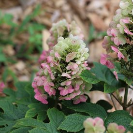 'Ruby Slippers' Oakleaf Hydrangea