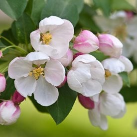 'Donald Wyman' crabapple