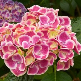 'Sensation' Bigleaf Hydrangea