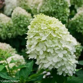 Little Lime® Panicle Hydrangea