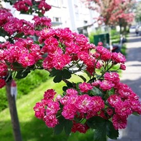 'Paul's Scarlet English hawthorn