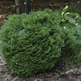 THUJA OCCIDENTALIS ‘HETZ MIDGET’