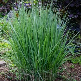 'Northwind' Switchgrass