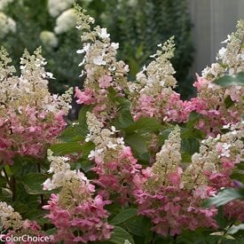 Pinky Winky® Panicle Hydrangea