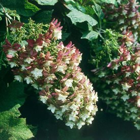 'Snowflake' Oakleaf Hydrangea