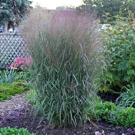 Prairie Winds® 'Apache Rose' Switchgrass