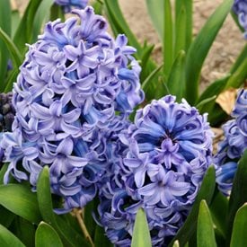 Hyacinthus orientalis ‘Delft Blue’