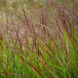 'Shenandoah' Switchgrass