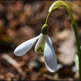 Galanthus ‘Magnet’