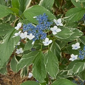 ‘Mariesii Variegata’ Lacecap Hydrangea