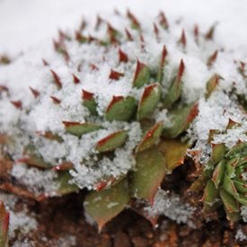 Sempervivum