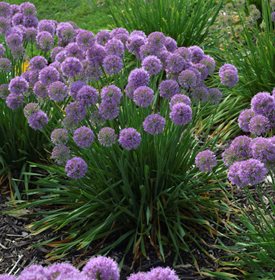 Allium