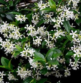 Asian jasmine