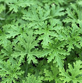 SCENTED GERANIUM