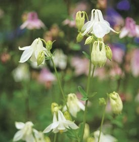 <em>Aquilegia vulgaris</em>