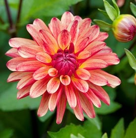 Growing Dahlias: Planting & Caring for Dahlia Flowers | Garden Design