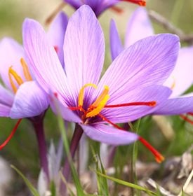 Crocus chrysanthus ‘Blue Pearl’ - Photo by: Gts / Shutterstock. 