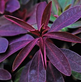 'CHAMELEON' - Photo by: Andrea Jones.