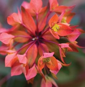 'DIXTER' - Photo by: Andrea Jones.