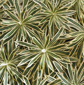 'TASMANIAN TIGER' - Photo by: Chelsea Stickel.