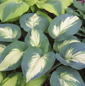 SHADOWLAND 'HUDSON BAY' HOSTA - Photo by: Proven Winners.