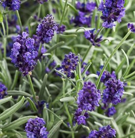 lavender deters mosquitoes